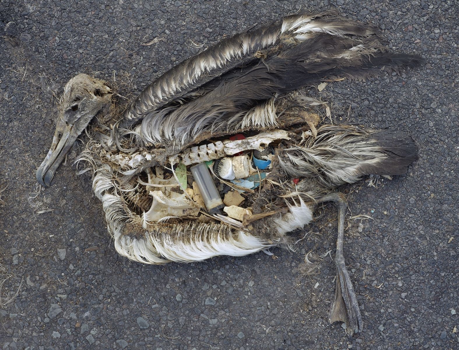 Polluelo de albatros muerto en el Pacífico con el estómago lleno de plásticos. Fuente: flickr.com Chris Jordan, 2009 (CC BY 2.0)